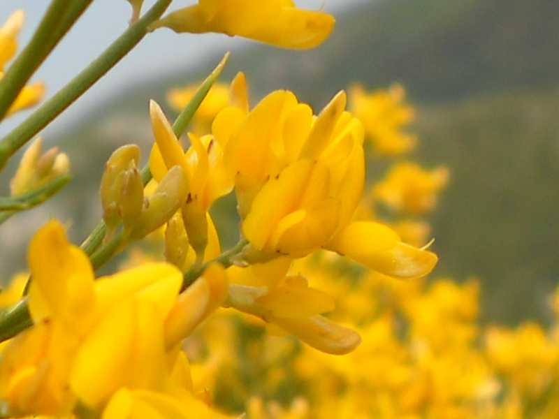 Genista ephedroides / Ginestra efedroide